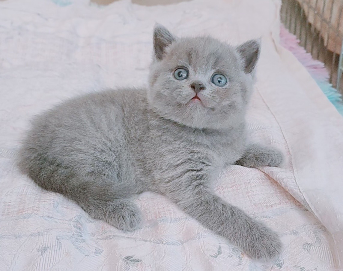 Nora Florystella ,British Blue disponibile 